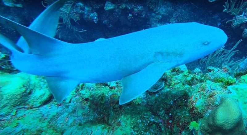 Shark Ray Alley